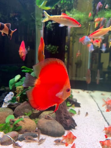 Customer photo review of Red Melon Discus Fish
