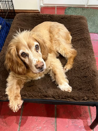 Customer photo review of HiK9 Bed with Chocolate Mesh Cover