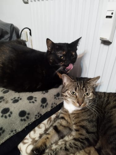 Customer photo review of Gelenk Gummies