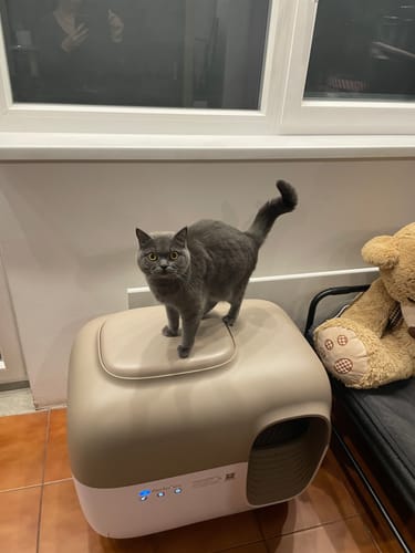 Customer photo review of Self-Cleaning Litter Box
