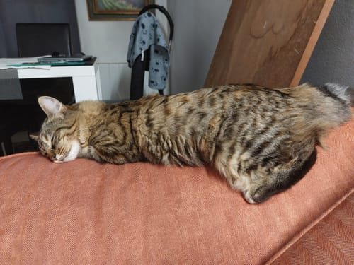 Avis photo d'un client sur Pâtée Chaton Sans Céréales - Truite