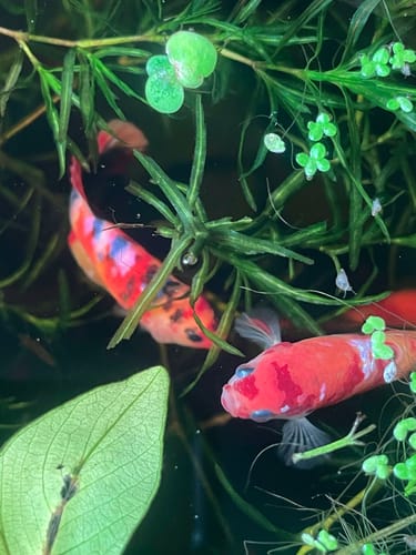 Customer photo review of Koi Nemo Pink Female Betta Fish Sorority | Successful Sorority Pack