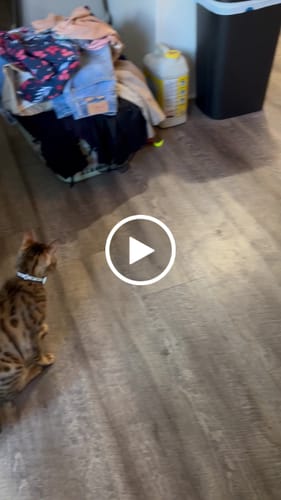 Toni N. review of SPEEDY TAIL 2.0 image 1 out of 1