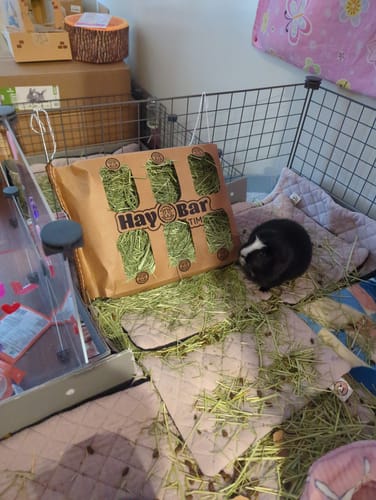 Customer photo review of Subscription Timothy Hay Bar for Guinea Pigs (5 Pack)