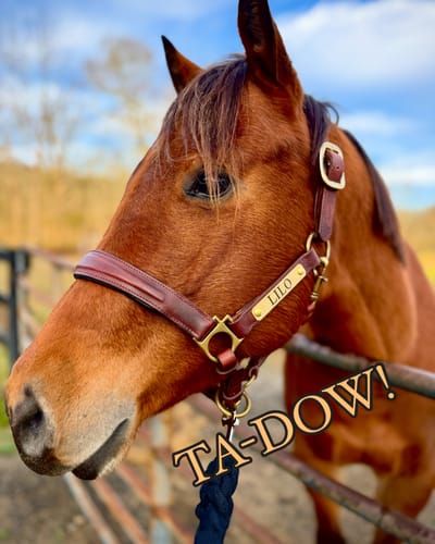 Customer photo review of Derby Custom Leather Halter