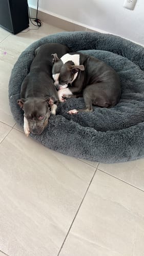 Customer photo review of Cama Antiestrés Para Perros