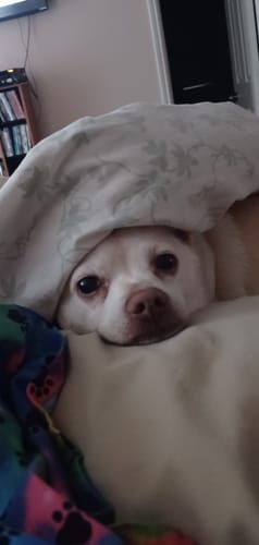 Customer photo review of Aegis B Series Boost Coils (5pcs) - Geekvape