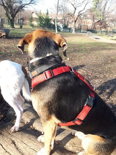 Customer photo review of Premium Hundegeschirr gepolstert