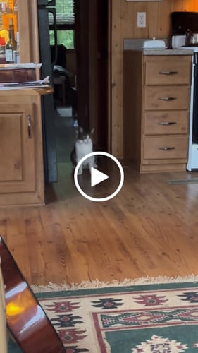 Customer video review of Interactive Bird Simulation Cat Toy Furr-ever Bundle