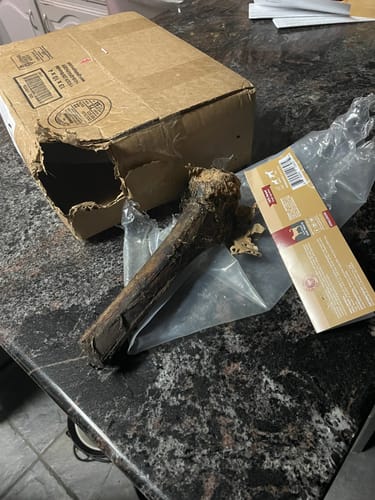 Customer photo review of Large Ostrich Cane (11.5" x 5"): The Ultimate Long-Lasting Chew for Medium, Large & XL Dogs