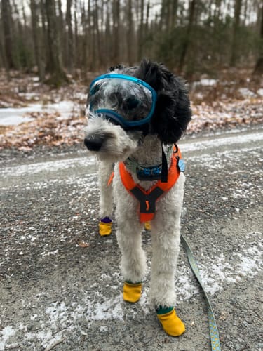 Customer photo review of Leather Dog Booties - Doccasins - 1 pair