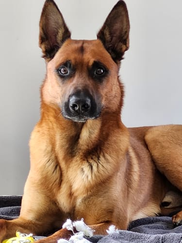 Customer photo review of 12 Inch Standard Bully Stick