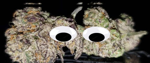 Customer photo review of Blue Lemonade
