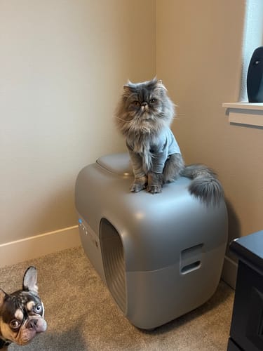 Customer photo review of Self-Cleaning Litter Box