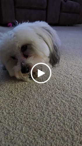 Customer video review of Ostrich Foot Bone (7" x 3.5"): The Flavorful & Long-Lasting Chew for Medium to Large Dogs