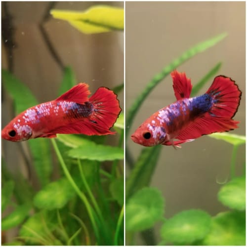 Customer photo review of Red Fancy Female Betta Fish Sorority | Successful Sorority Pack