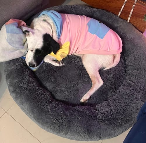Customer photo review of Cama Antiestrés Para Perros