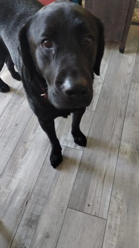 Customer photo review of Pet Art Canvas Wrap