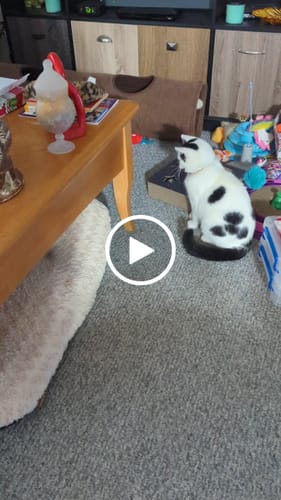 Cindy C. review of SPEEDY TAIL 2.0™ image 1 out of 1