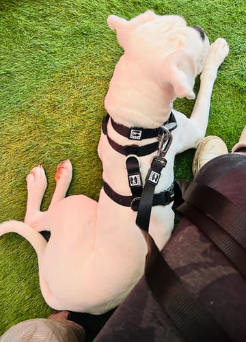 Customer photo review of City harness