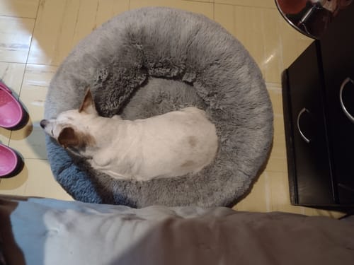 Customer photo review of Cama Antiestrés Para Perros
