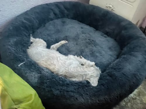 Customer photo review of Cama Antiestrés Para Perros