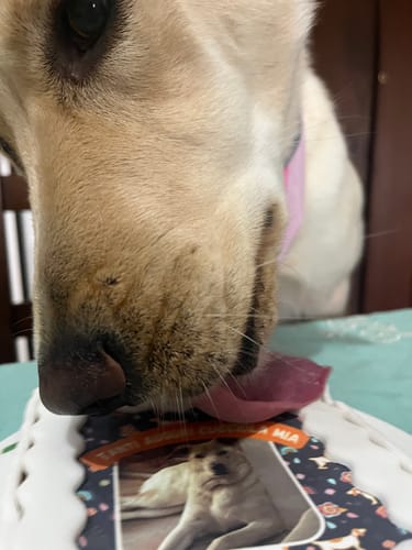 Customer photo review of Fotogenica 2 Torta Per Cani con Fotografia e Messaggio