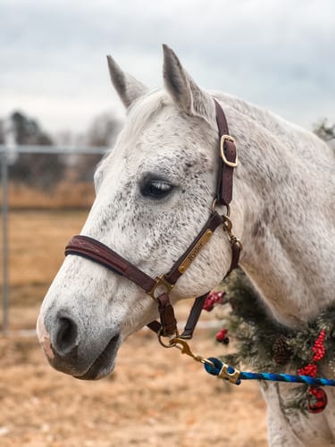 Customer photo review of Derby Custom Leather Halter