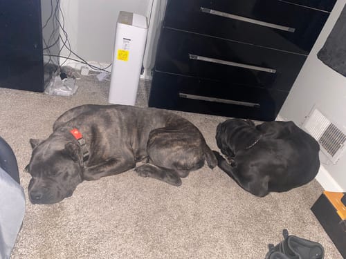 Customer photo review of FurLife™ 12 Months Flea and Tick Free
