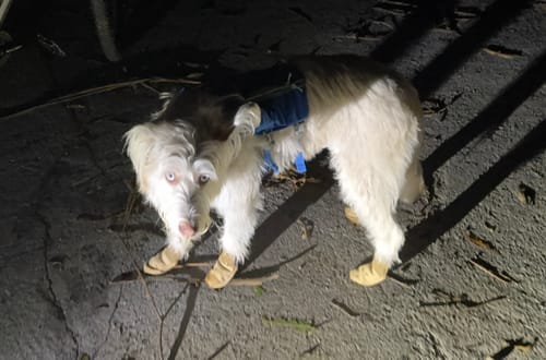 Customer photo review of All Weather Dog Booties - Doccasins - 1 pair