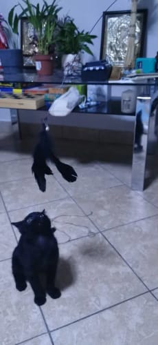 Customer photo review of Simulated Bird Wand Cat Toy