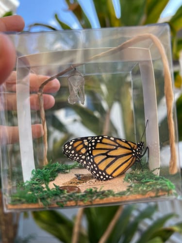 Customer photo review of Live Monarch Butterfly Chrysalis Box (Holiday Pre-order)