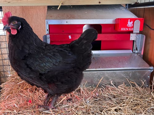 Customer photo review of Small (24") Reversible Rollout Nest Box (Up to 20 Hens)