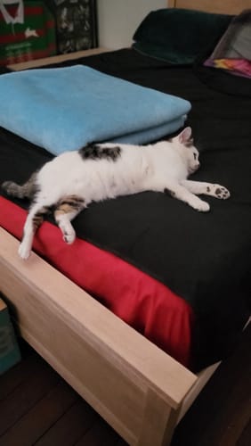 Customer photo review of Waterproof Splash Bamboo Cooling Blanket™