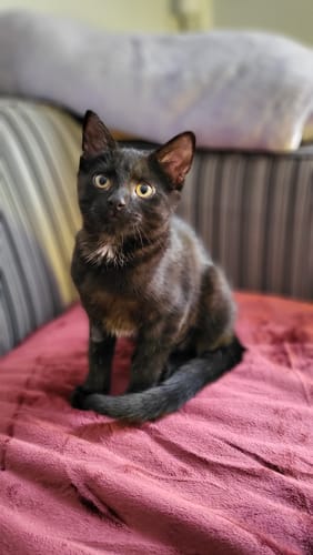 Customer photo review of Waterproof Splash Blanket™ - Moon Blood The OG