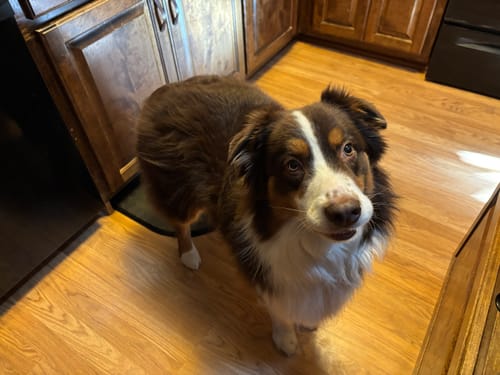 Customer photo review of FurLife™ 12 Months Flea and Tick Free