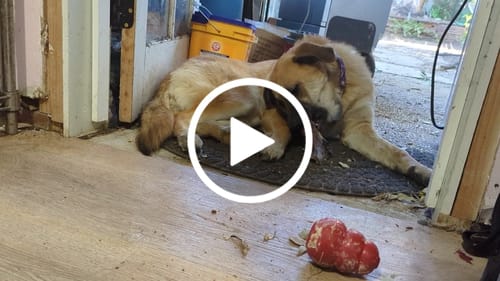 Customer video review of Large Ostrich Knuckle (5.5" x 5"): The Ultimate Chew for Moderate & Power Chewers