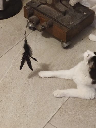 Customer photo review of Simulated Bird Wand Cat Toy
