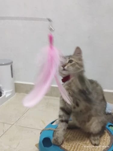 Customer photo review of Simulated Bird Wand Cat Toy