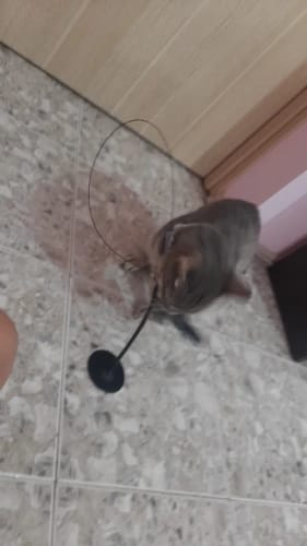 Customer photo review of Simulated Bird Wand Cat Toy