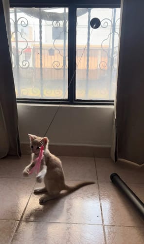 Customer photo review of Simulated Bird Wand Cat Toy