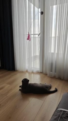 Customer photo review of Simulated Bird Wand Cat Toy