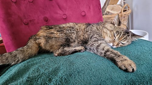 Avis photo d'un client sur Pâtée Chat Stérilisé Sans Céréales - Saumon