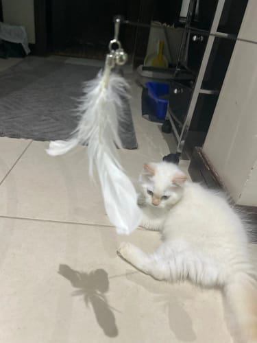 Customer photo review of Simulated Bird Wand Cat Toy