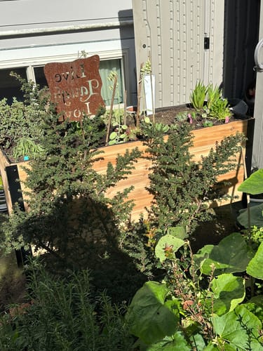 Customer photo review of 18" x 48" Raised Garden Bed