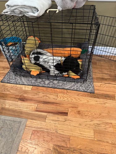 Customer photo review of Calming Carrot