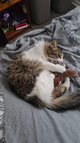 Customer photo review of Oiseau Volant pour Chat