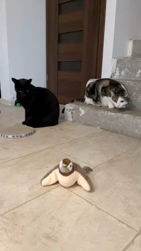 Customer photo review of Oiseau Volant pour Chat