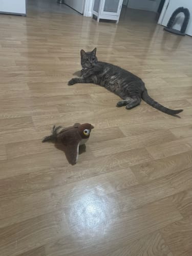 Customer photo review of Oiseau Volant pour Chat