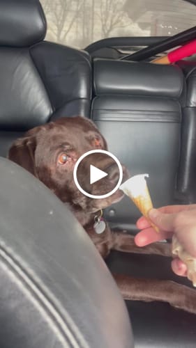Customer video review of NOBL Air-Dried Jerky Treats - Individual Bag 10.00% Off Auto renew